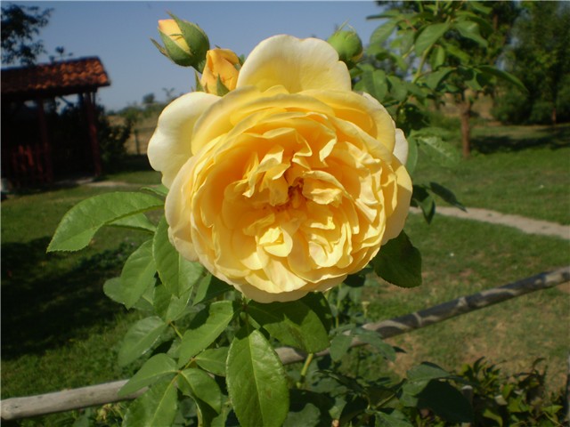 ružica